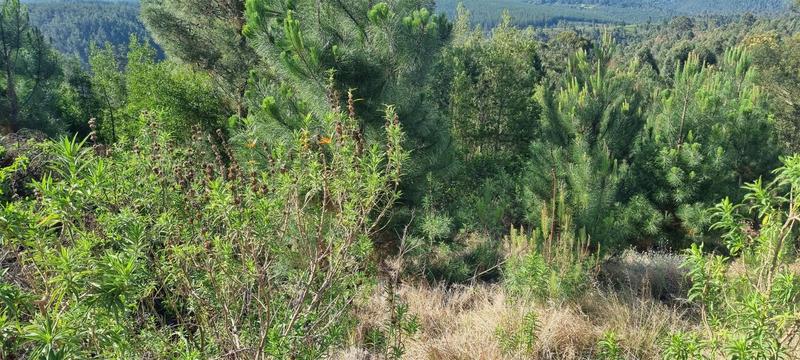 0 Bedroom Property for Sale in Friemersheim Western Cape